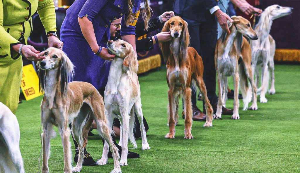 hound-group.jpg